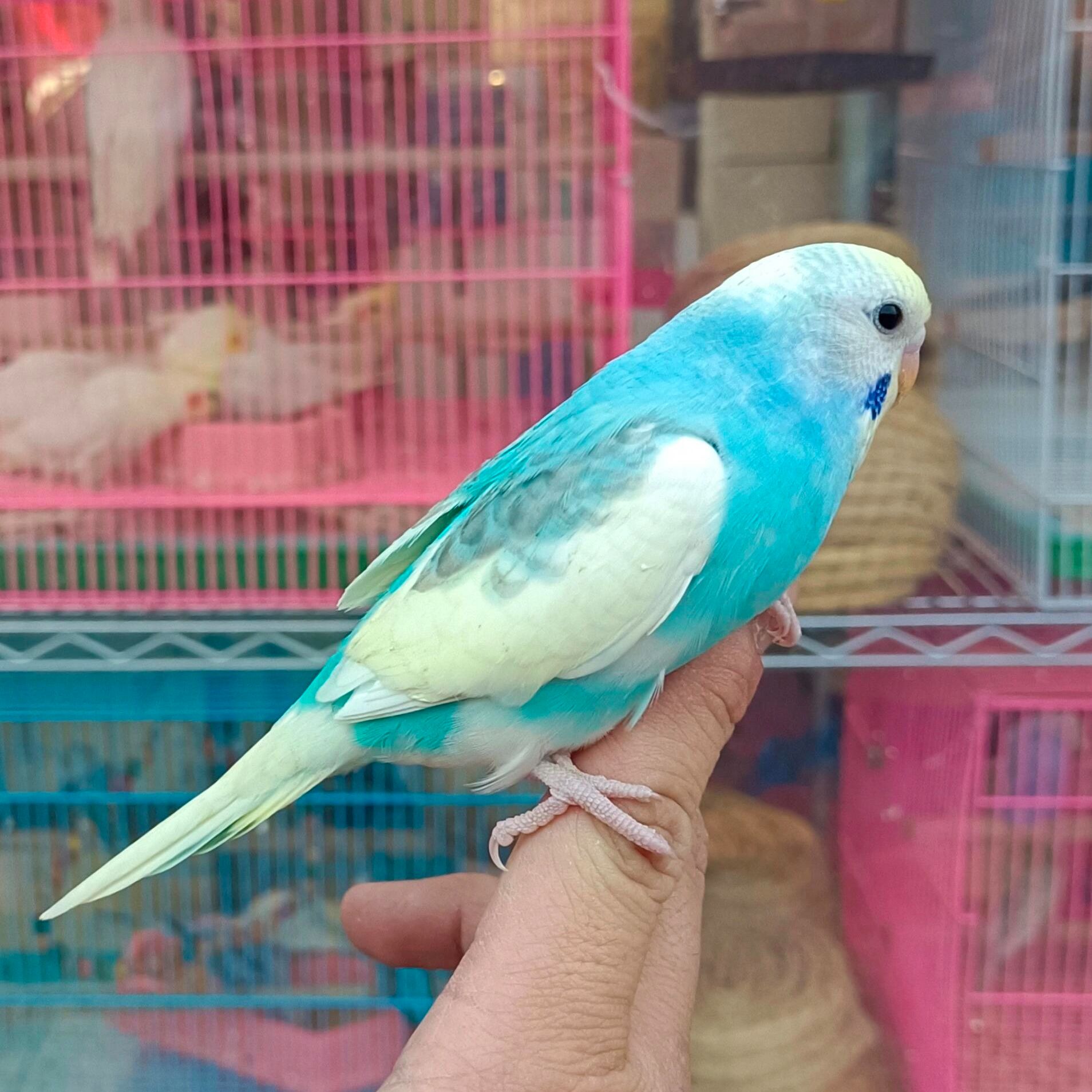 彩色虎皮鹦鹉宠物鸟会亲人互动观赏鸟