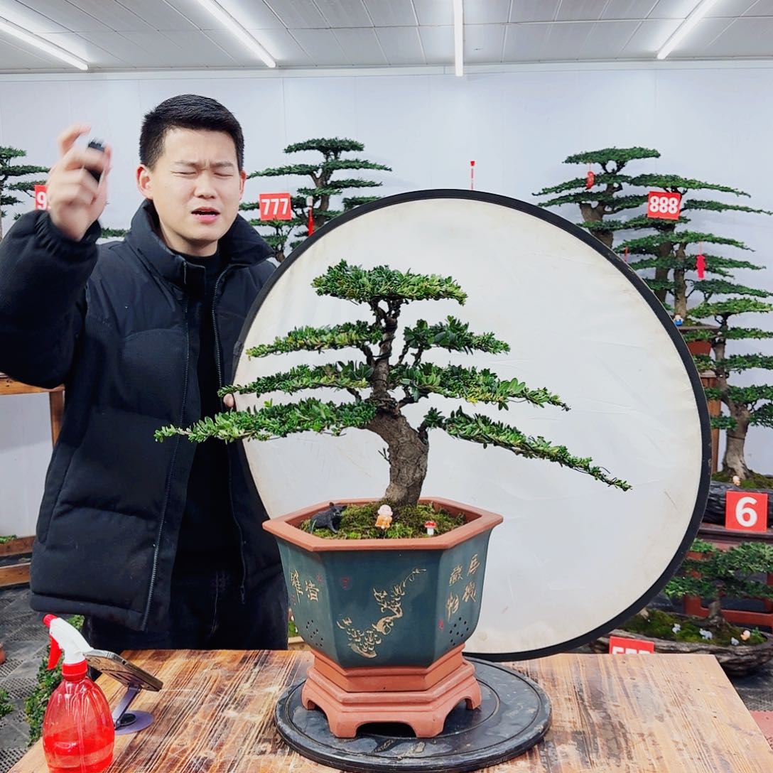 树木罗汉松精品盆景一物一拍