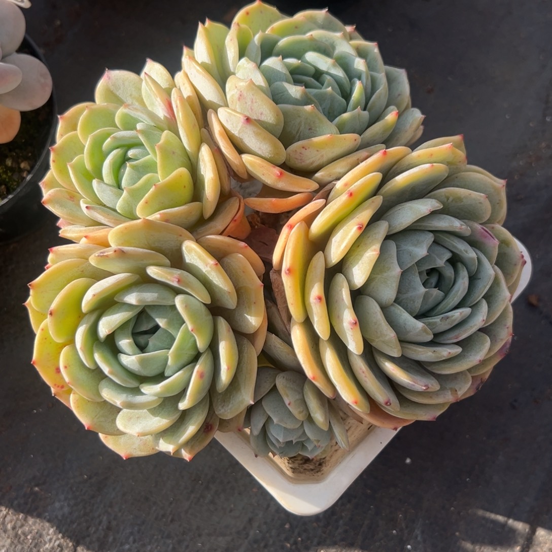 1026087 劳林美人群生特价