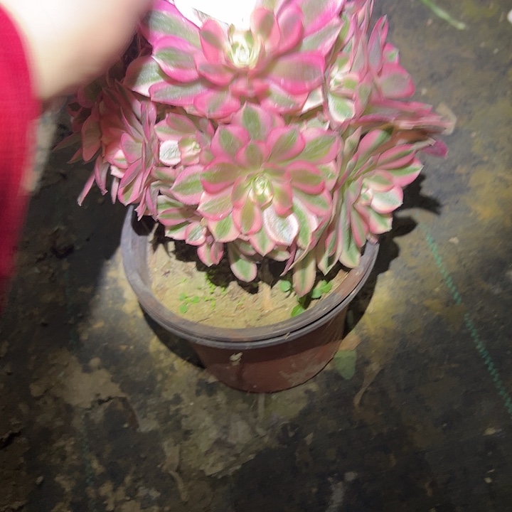 多肉法师植物链接212