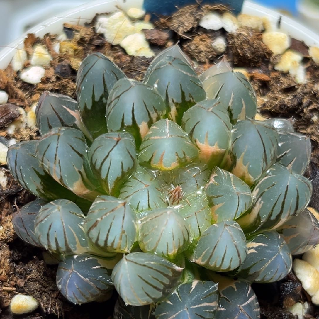 恭喜发财大吉大利0402霓虹灯