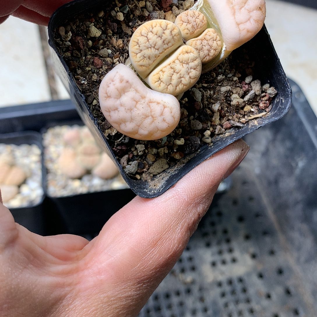 A194多肉植物保护研究所