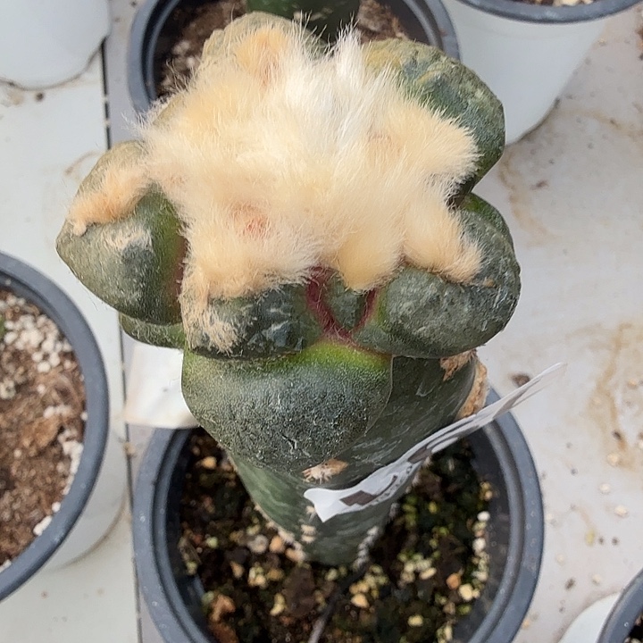 无花朵791光面连山东二