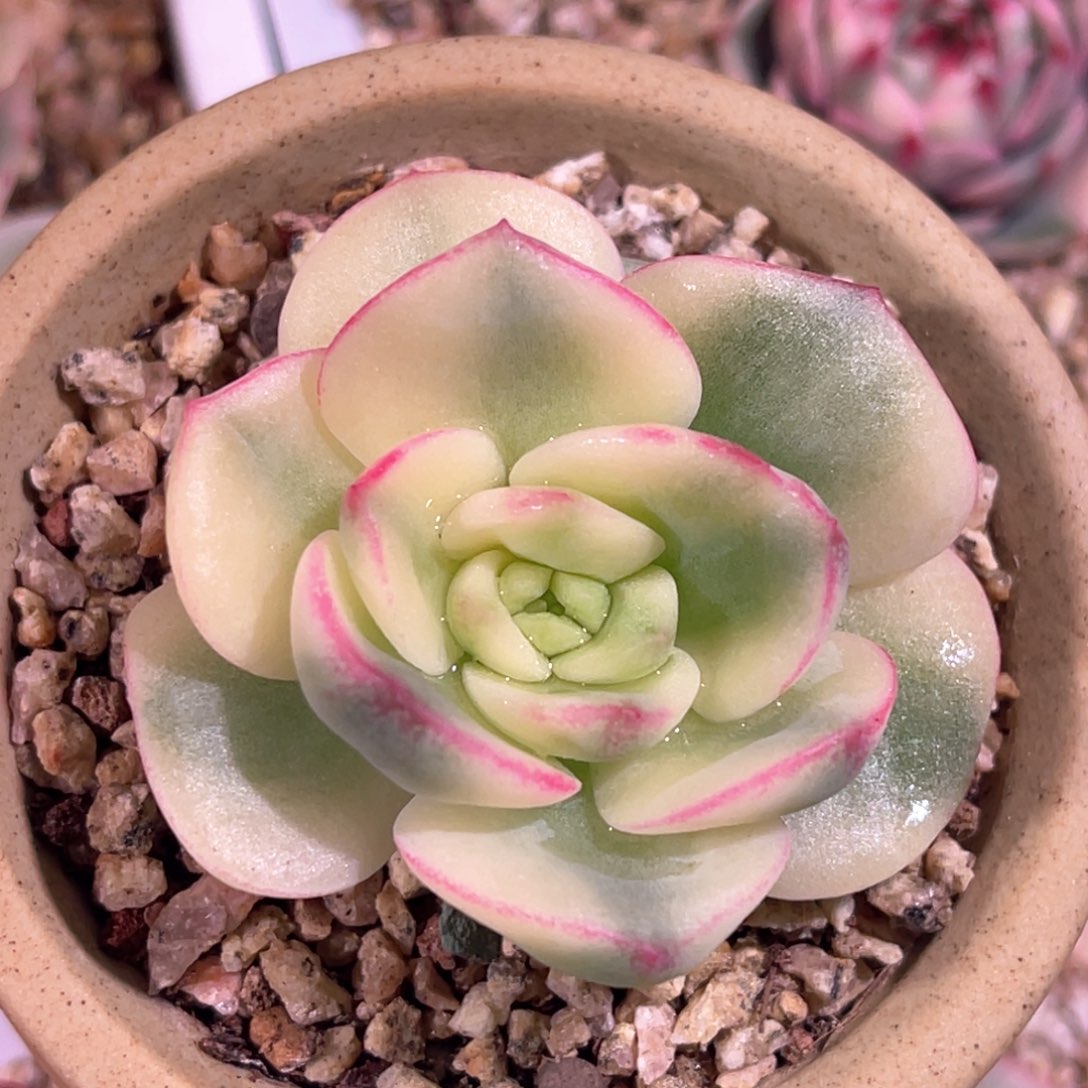 多肉开播福利锦头盖