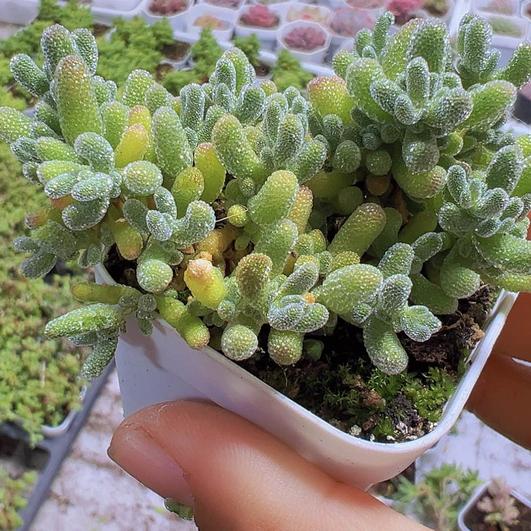 冰晶枝干19包邮多肉