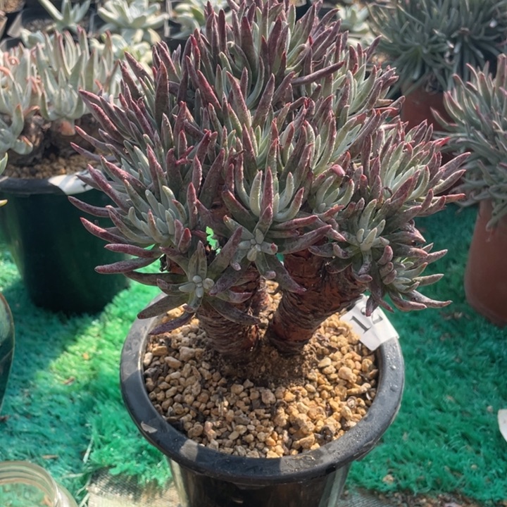 12号海瑟仙女杯多肉