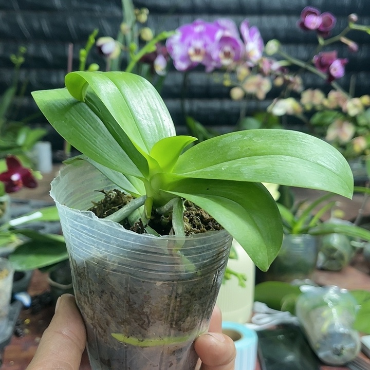 当前无花栽培后可以开花黑莓