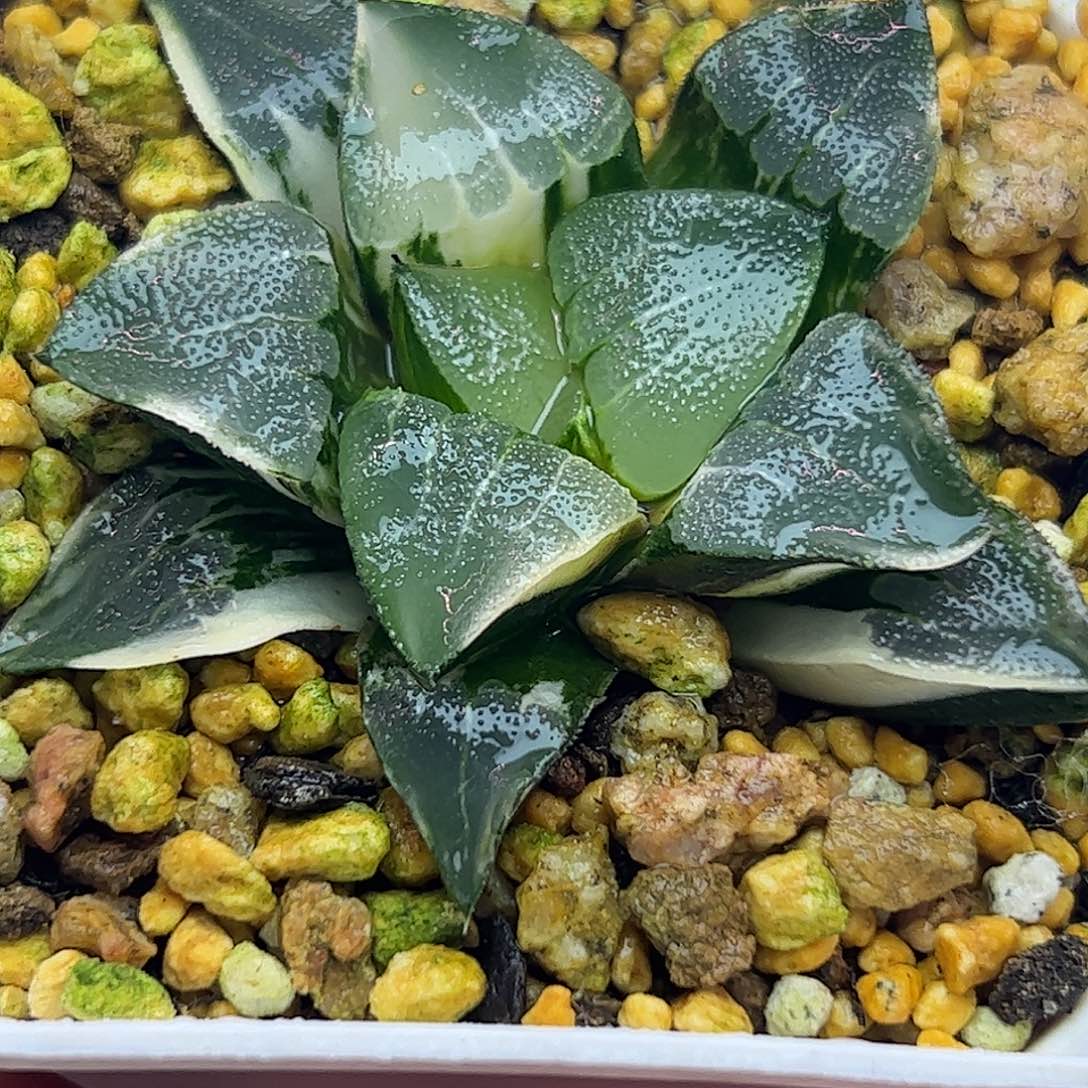 中岛克锦十二卷多肉