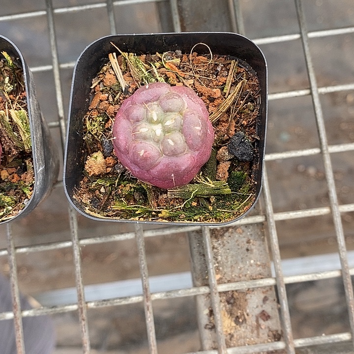 漂亮的仙人球 一物一拍