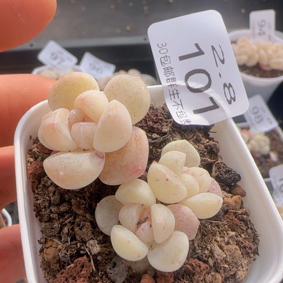 白体小脸冰玉一颗脱土