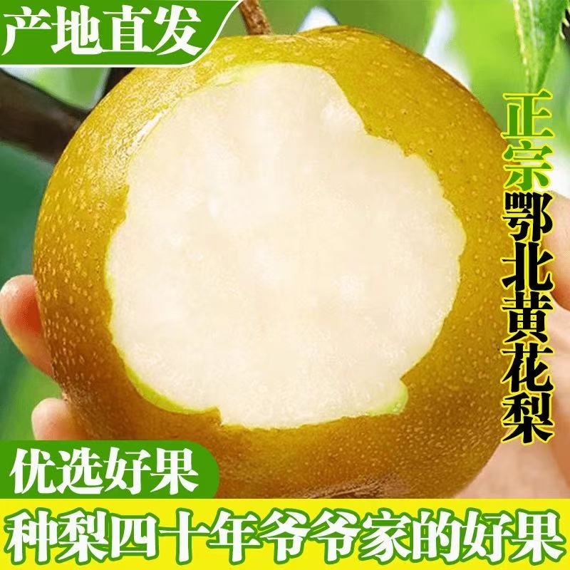 湖北襄阳黄花梨脆甜爽口