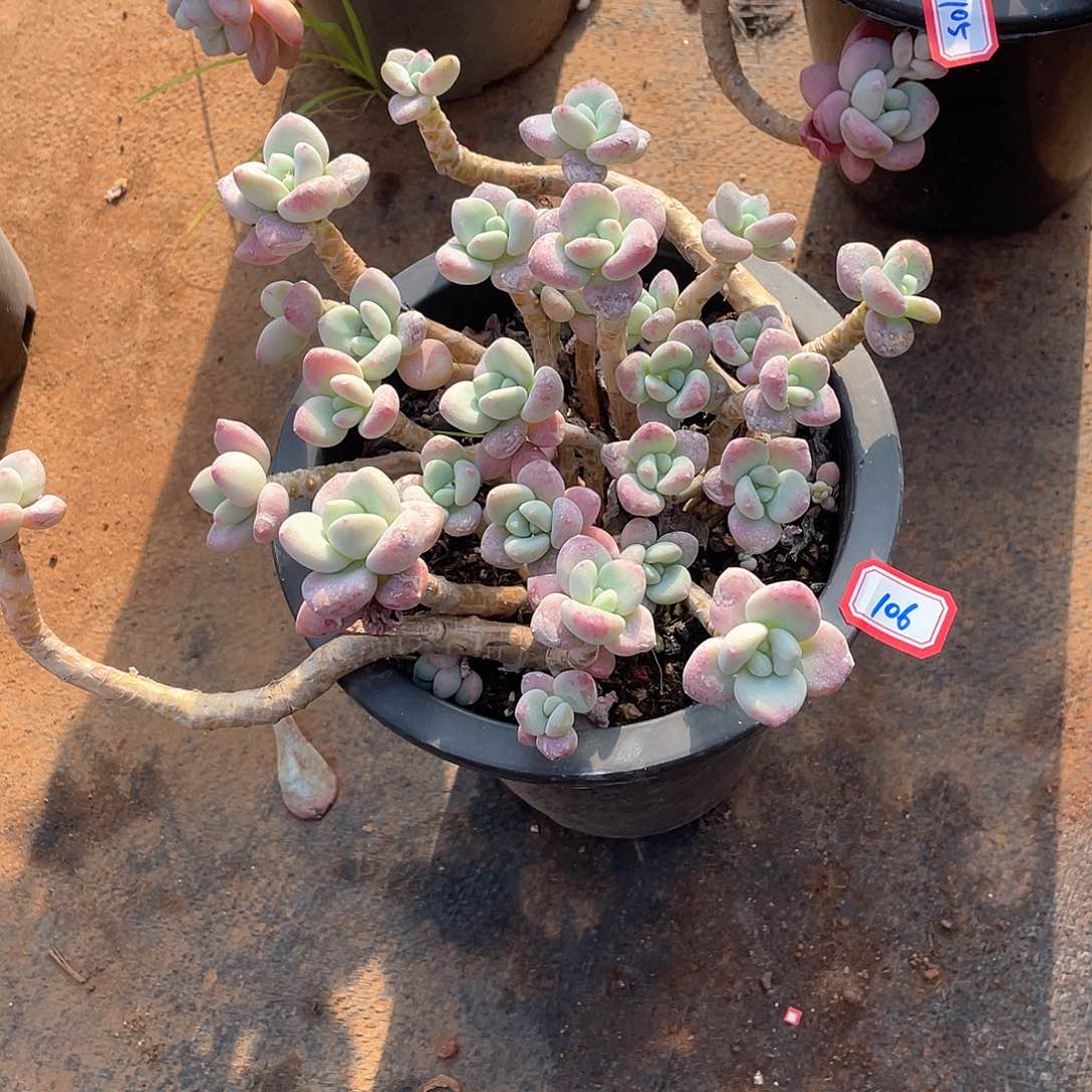 106洛神 一物一拍多肉