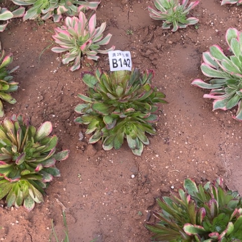 142斑斓不包断枝