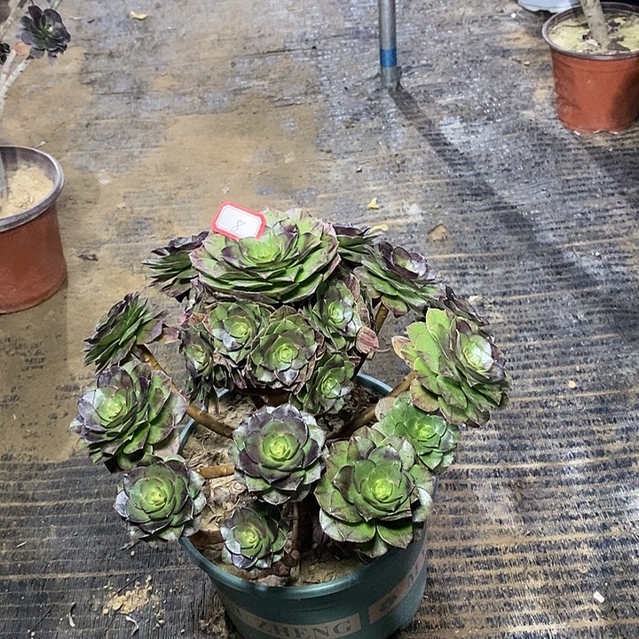 8，万拉丝多肉法师多肉法师