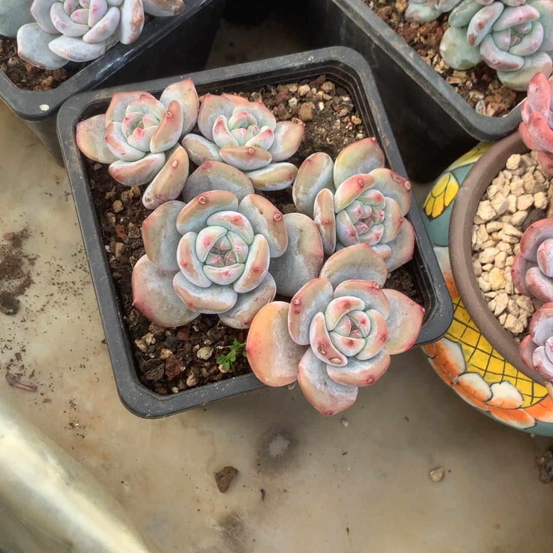 石榴籽小脸花花花花