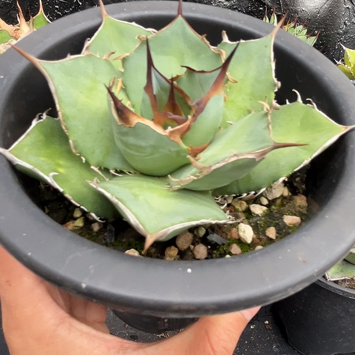 无花朵龙舌兰仁王冠籽博