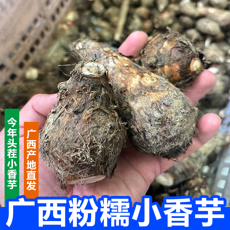 【主播专属】广西粉糯小香芋头新鲜香芋正宗小芋头仔现挖槟榔芋