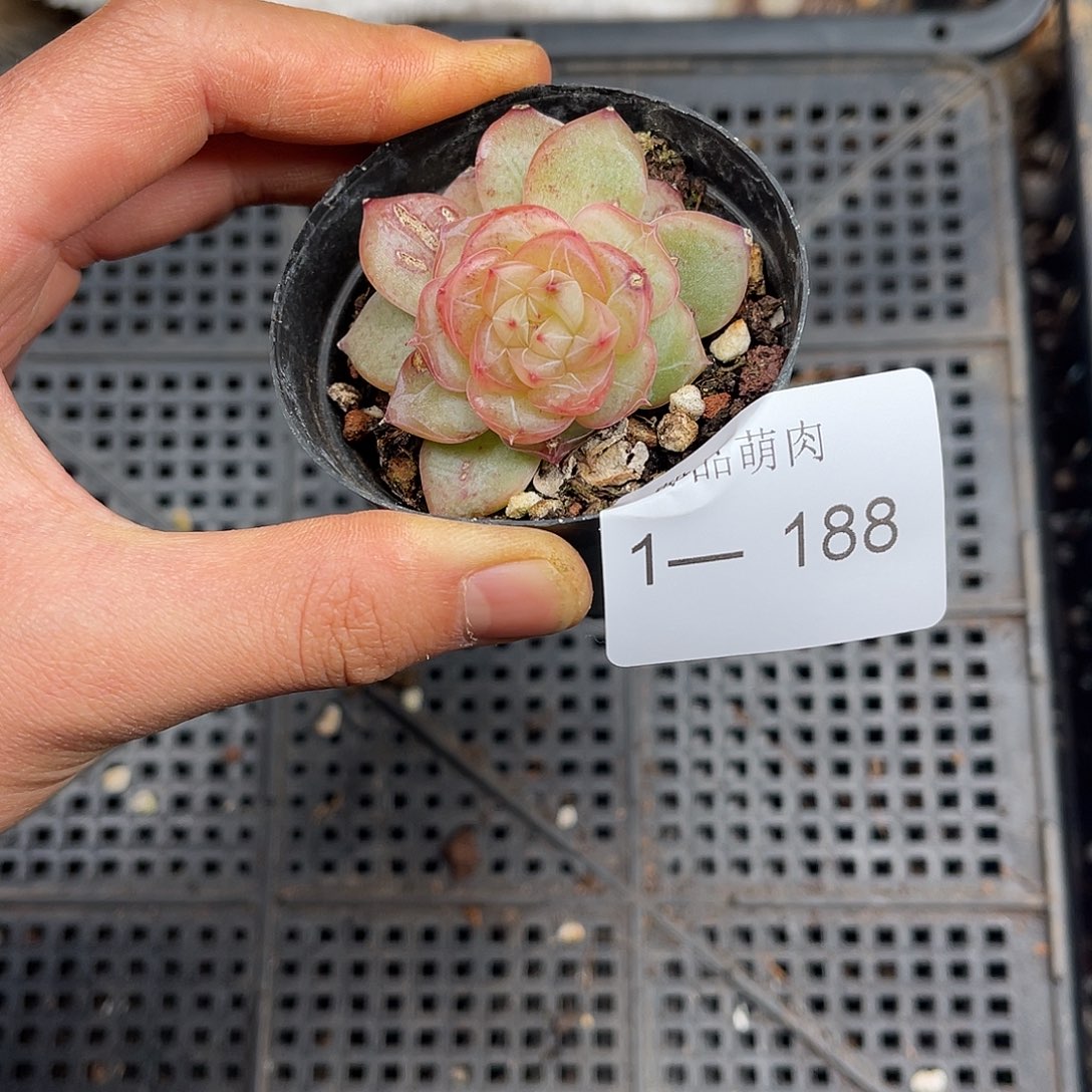 多肉一物一拍1-188