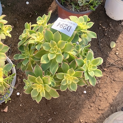 294艳日辉多肉法师发货叶片有黑斑