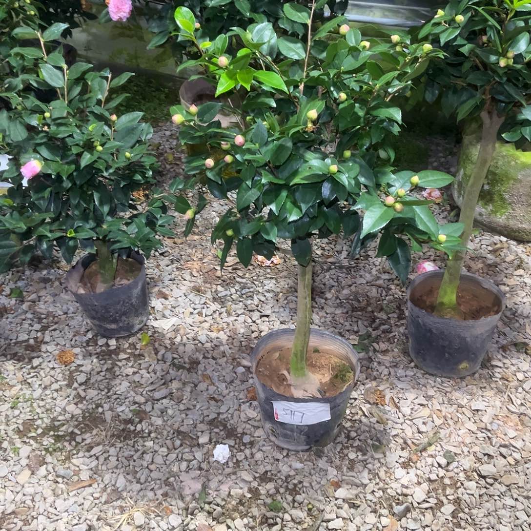 大部分花苞少量开放