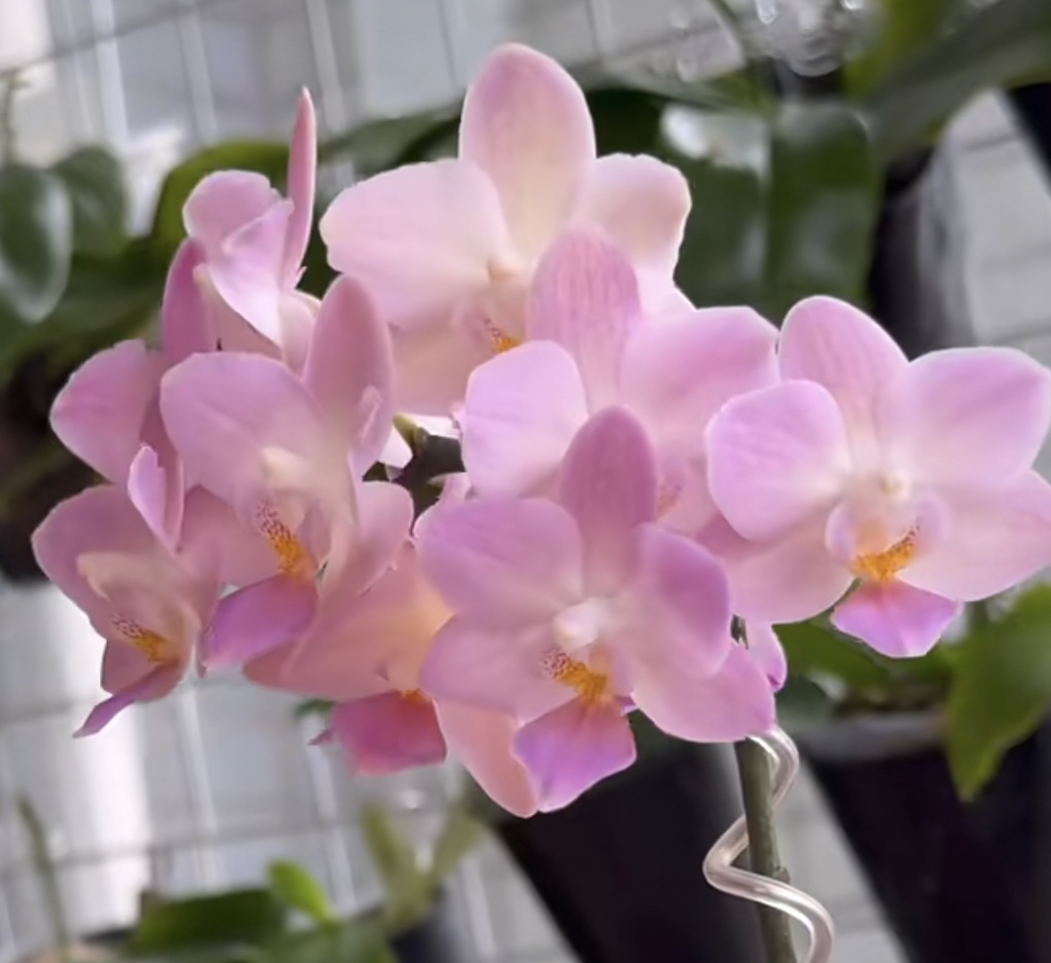 2.5逃之夭夭蝴蝶兰