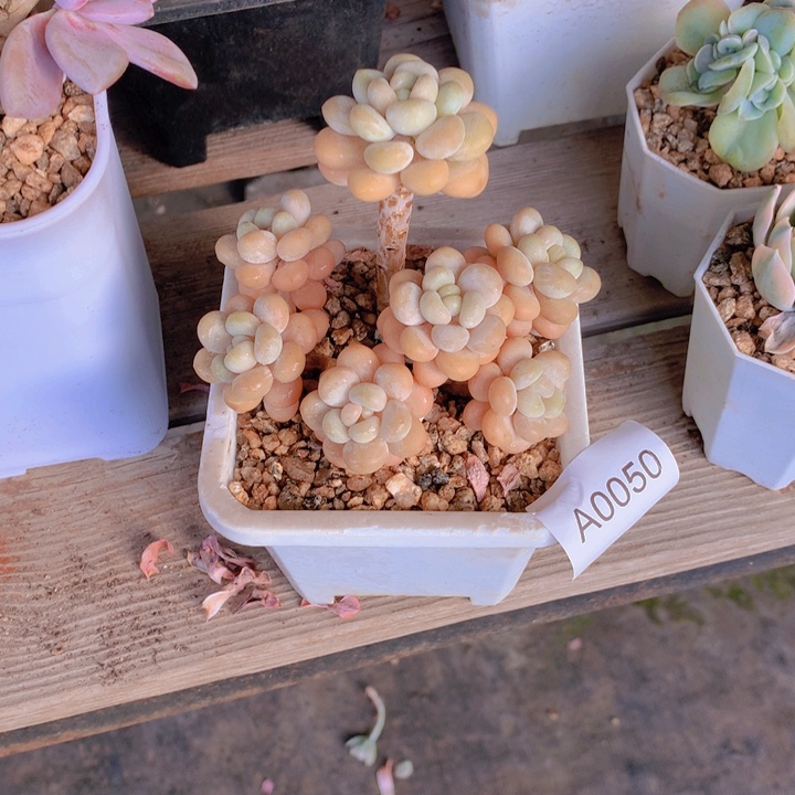 是****闪购多肉1棵a0050带盆土