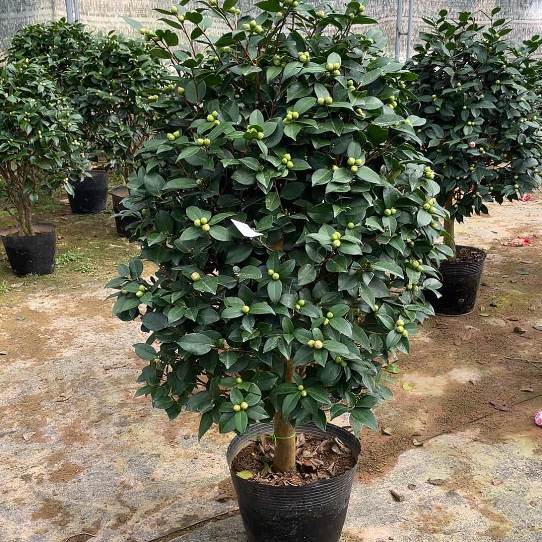 J***Y全部花朵香妃1111