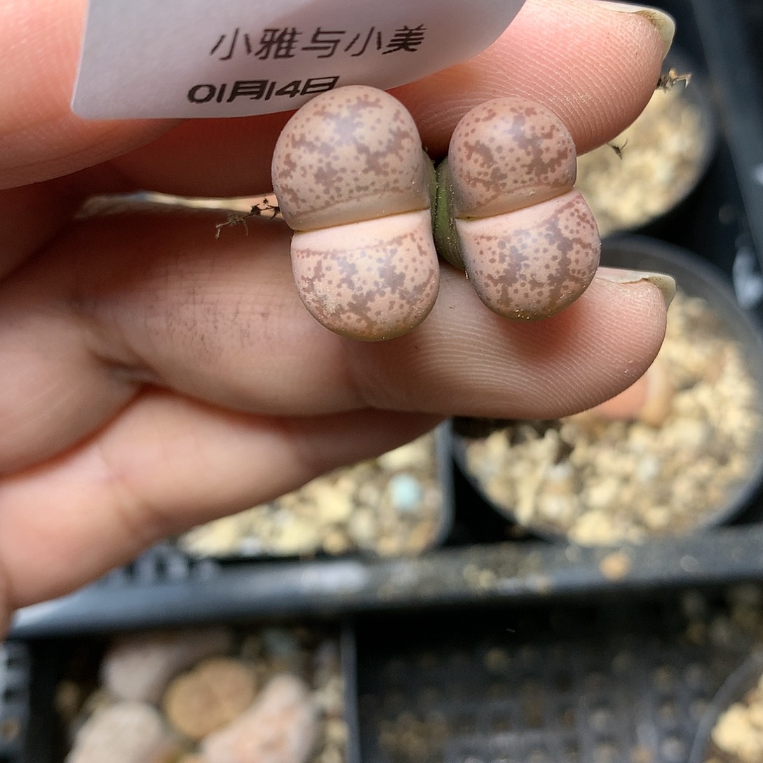 B532多肉植物保护研究所