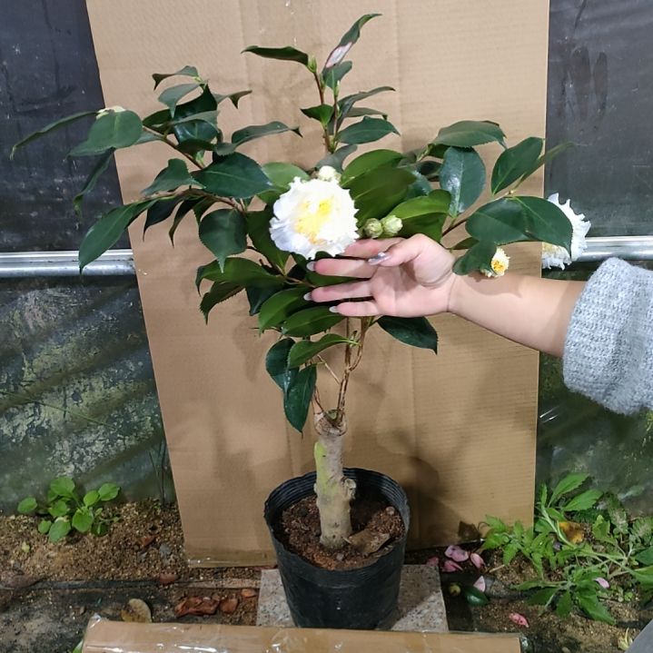 606白天鹅，原盆原土发货，不包邮