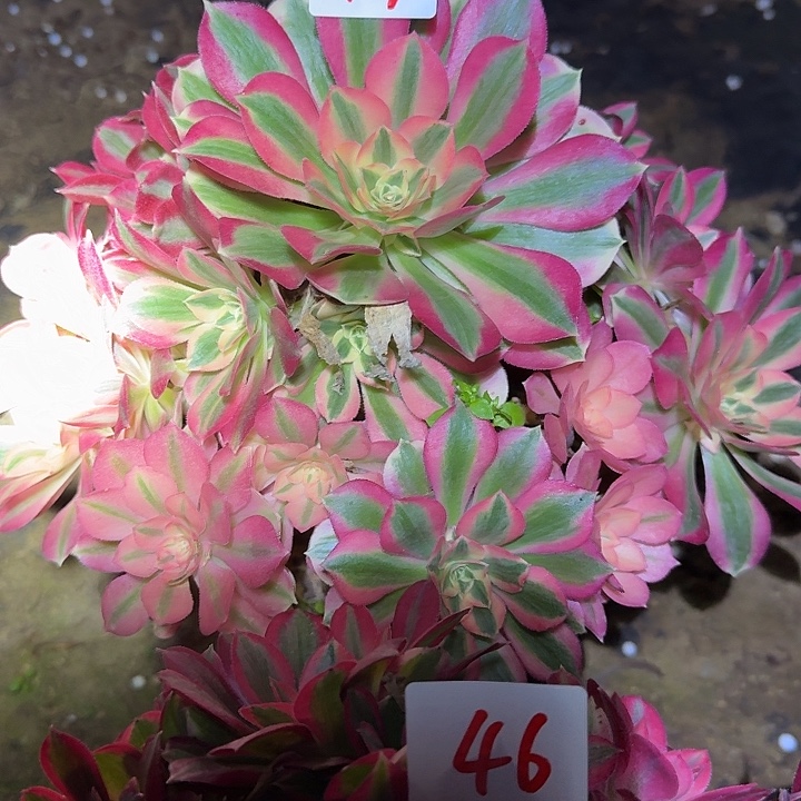 精品妖月老桩亏本福利47