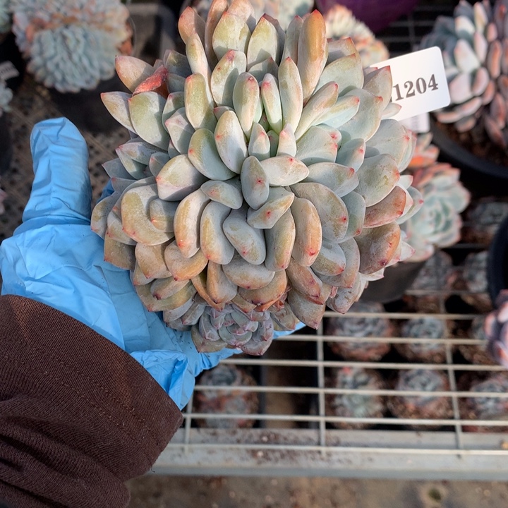 七****121204朵缀嗯嗯嗯嗯嗯好喜欢