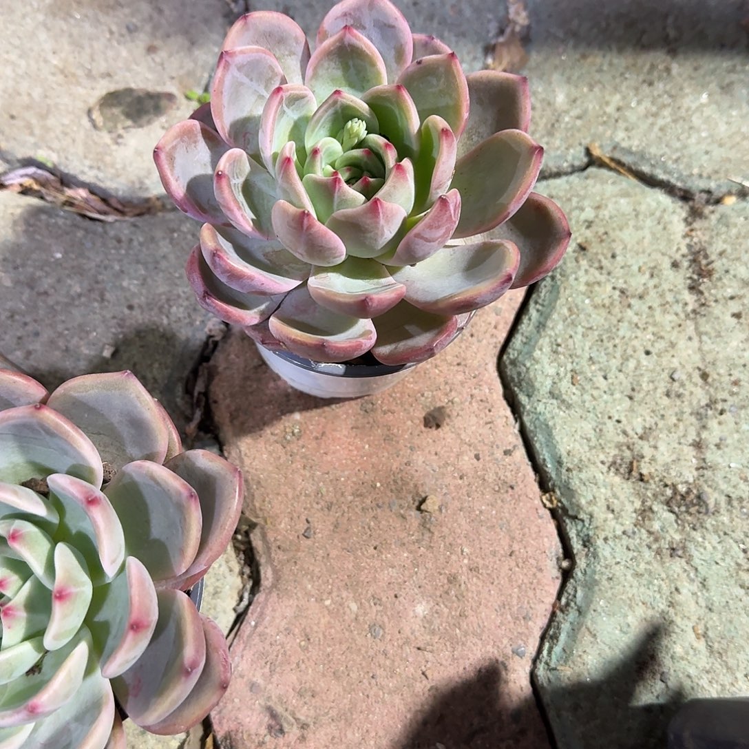 香槟单头多肉植物