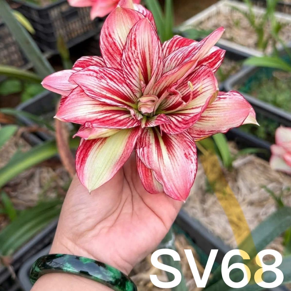 朱顶红 SV68  包对版