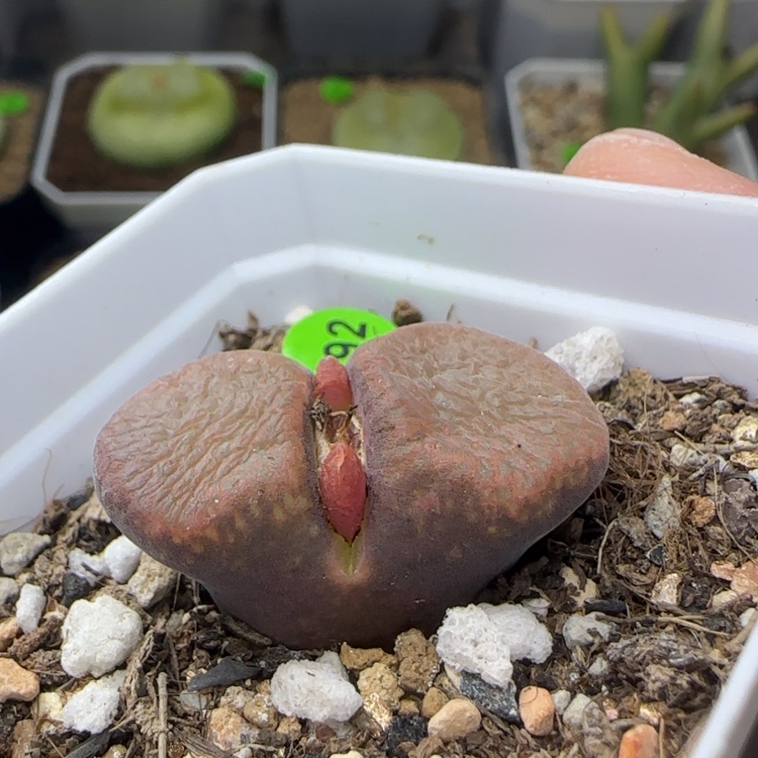 3+漂亮多肉植物792