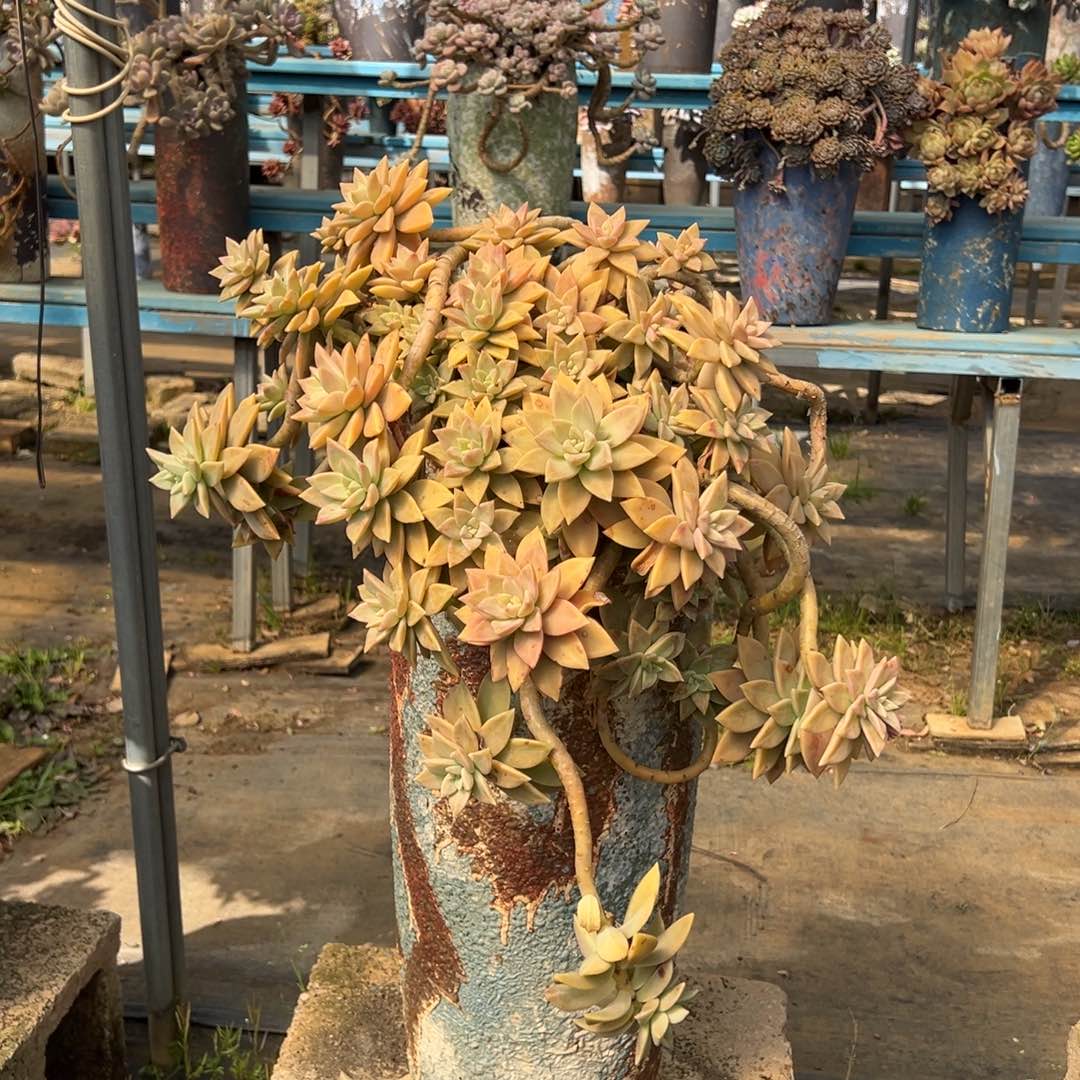 精品橙色恋人瀑布加快递费