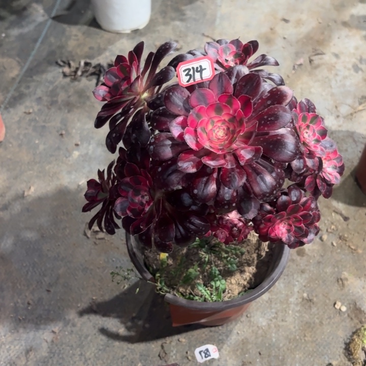 香奈儿法师多肉314