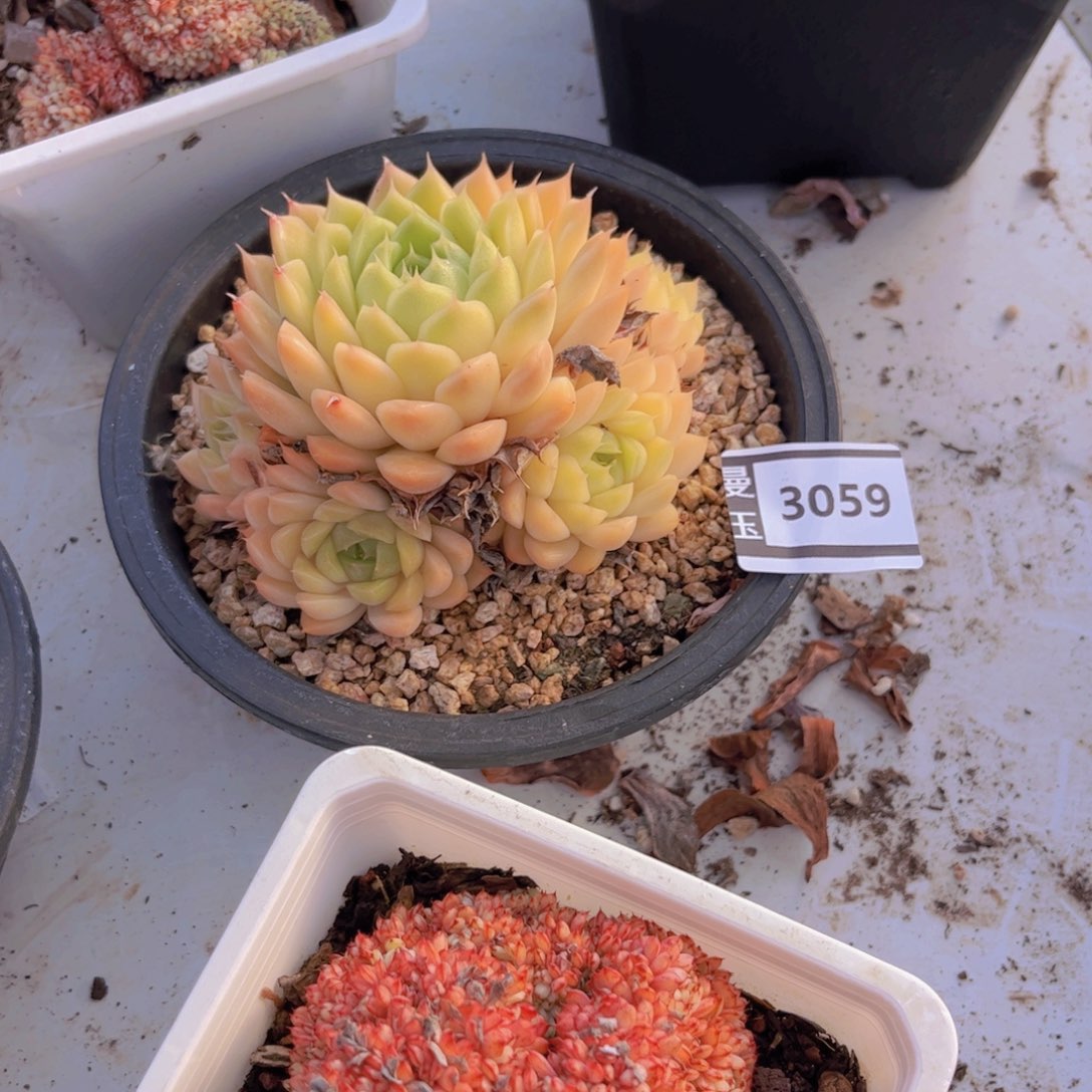 麦秆多肉植物3059