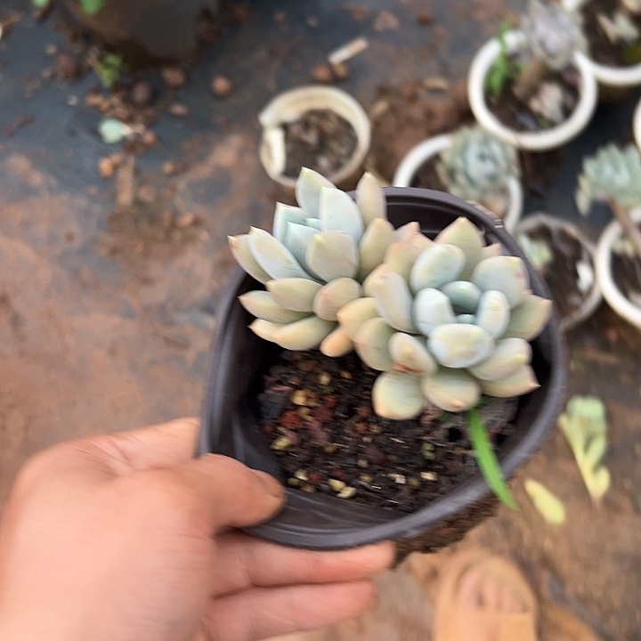 *****多肉植物实物直播实物148