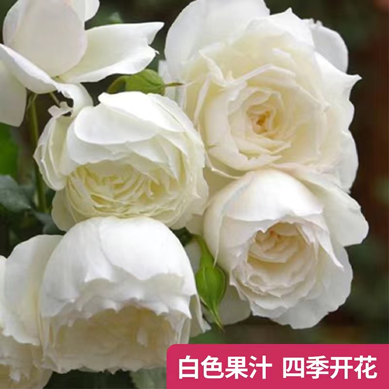 白果汁 云南玫瑰花苗大花浓香四季开花月季老根花卉绿植盆栽植物
