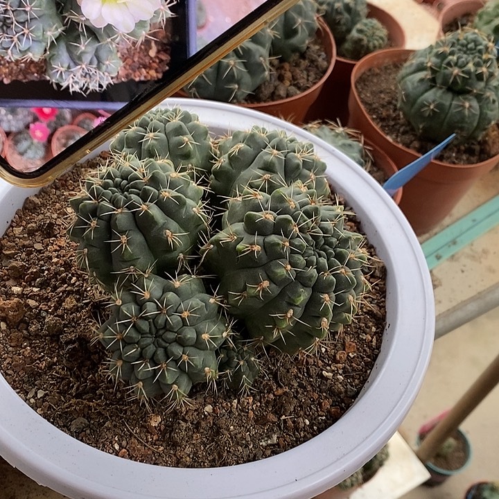 木南6头菲绿色脱土