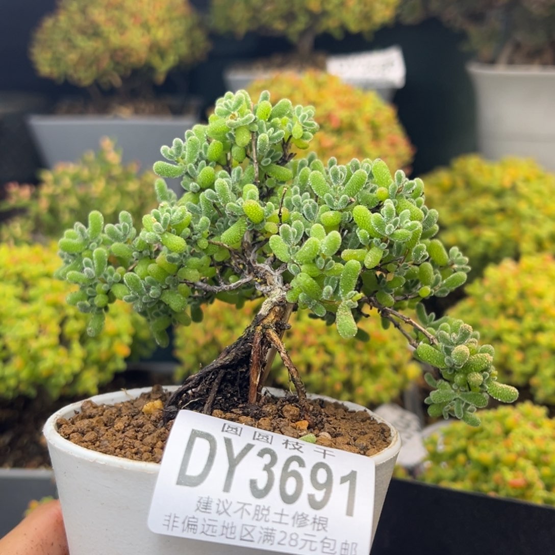 池***嗯dy3691造型桩翡翠冠幅11cm