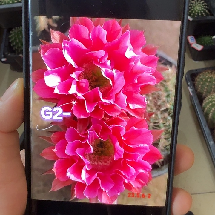 仙人球彩草歪卷卷粉