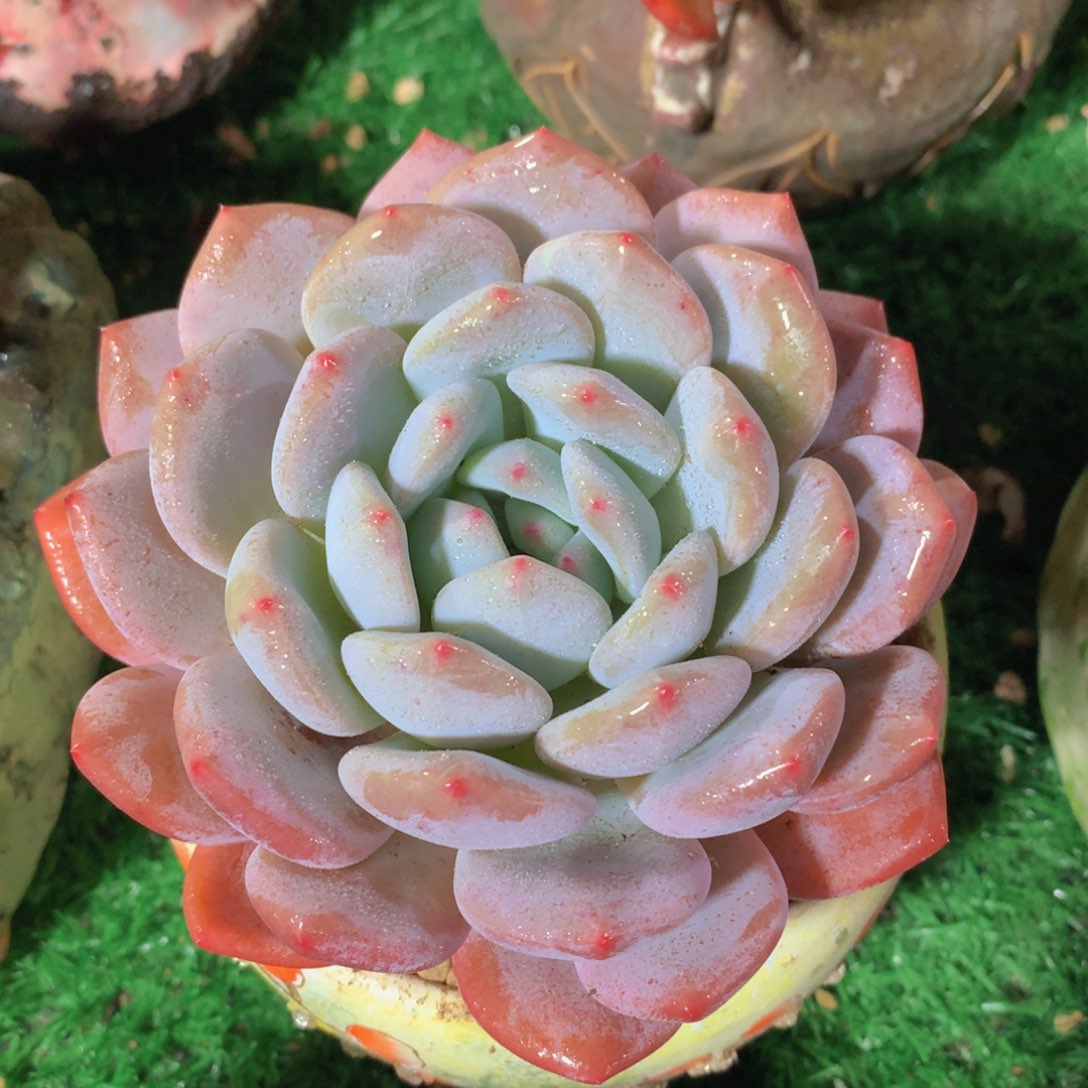 香橙12 公分一物一拍