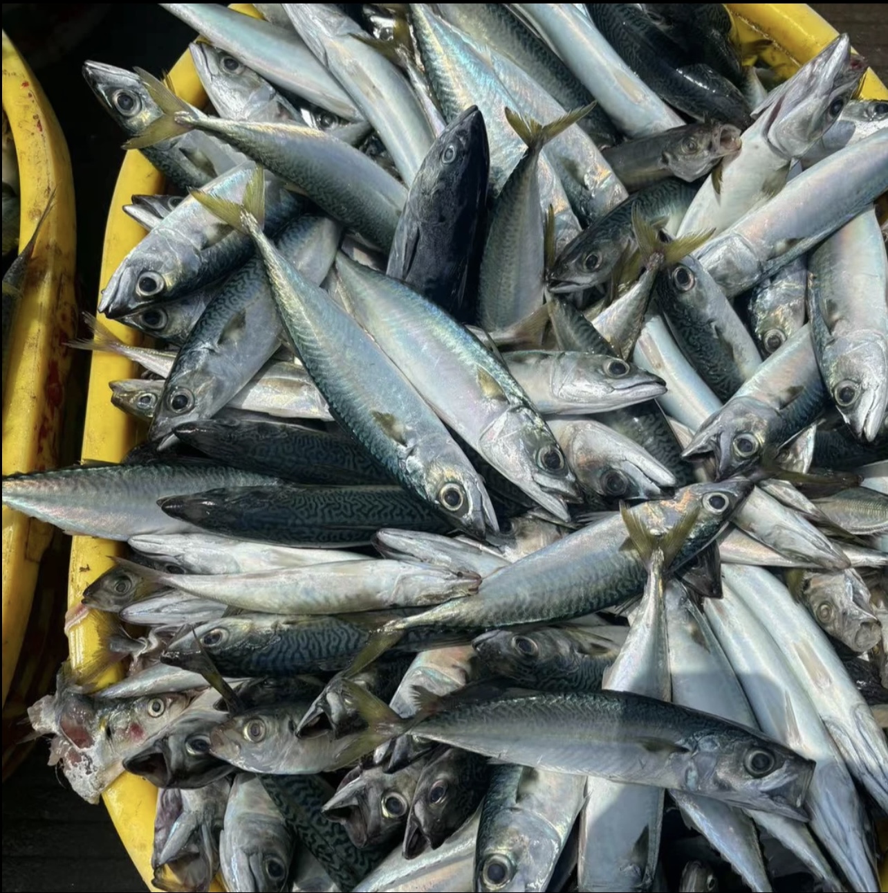 福建泉州野生青花鱼花仙鱼新鲜冷冻青条鱼青占鱼整条海鲜水产海鱼