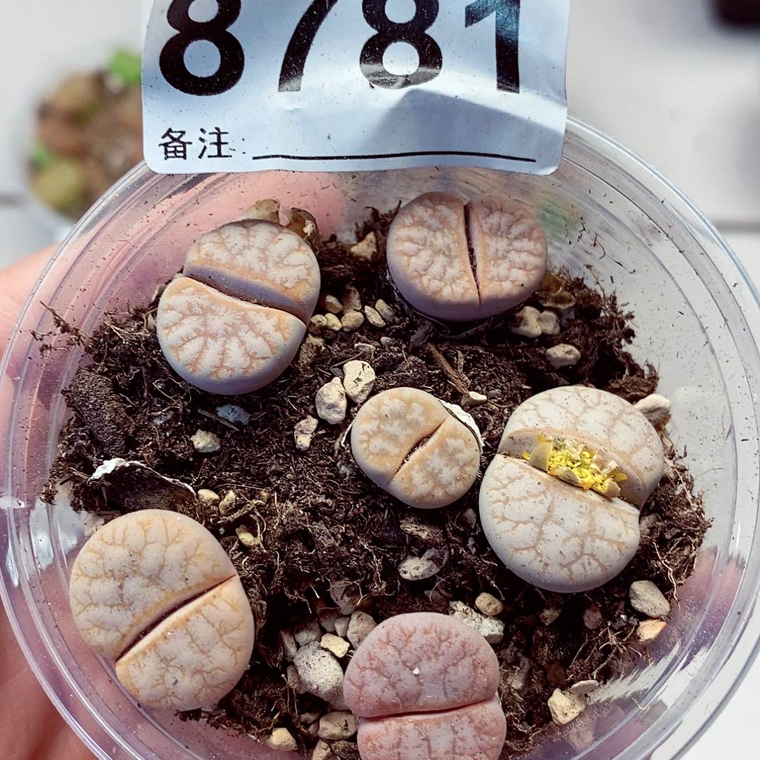 8781龙卡咯啦咯哦