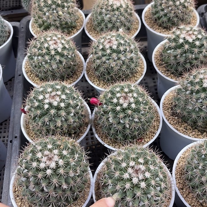 秀彩玉万象盆随机一盆