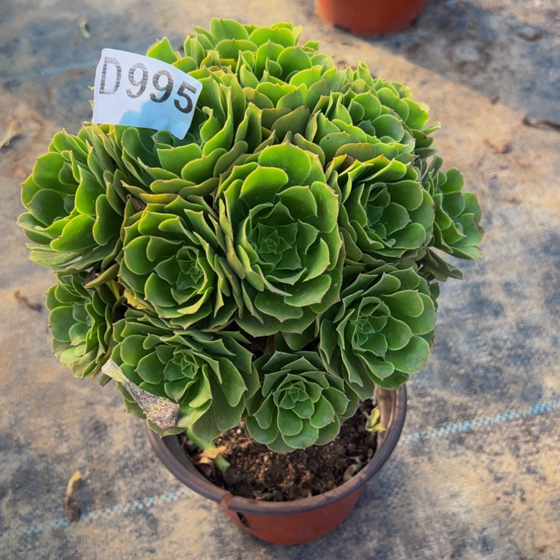 茶***色无花朵绿杨蓉法师995