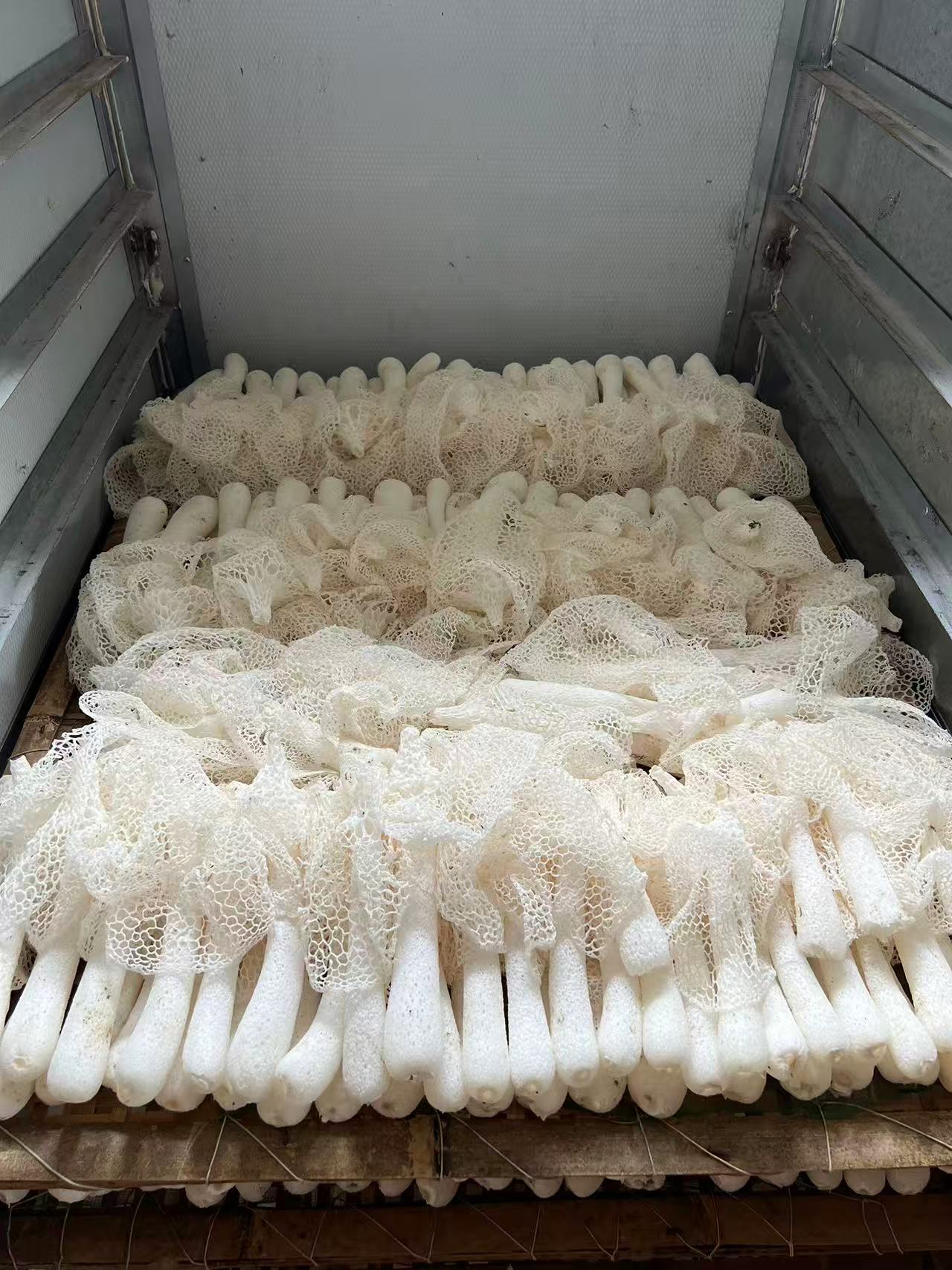 武夷山农家自种竹荪