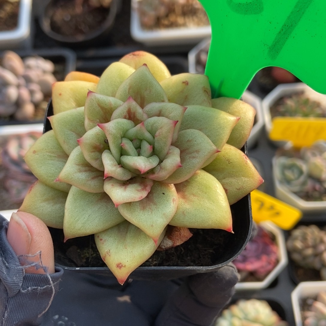 751玛丽亚锦多肉植物保护