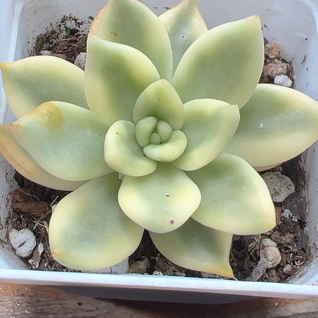 祝之松锦 小方花圃一单包邮非偏远